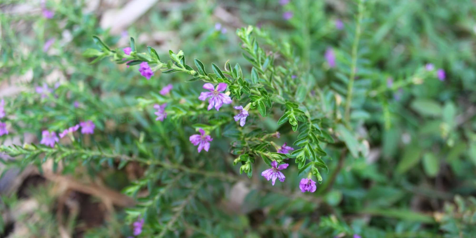 Deskripsi, Asal, dan Manfaat Taiwan Beauty (Cuphea hyssopifolia) bagi  Kesehatan