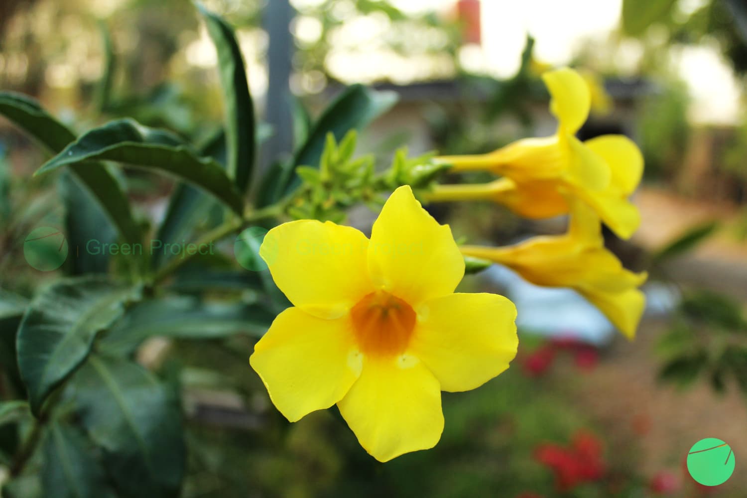 Cover Image for Bunga Trompet (Allamanda cathartica)