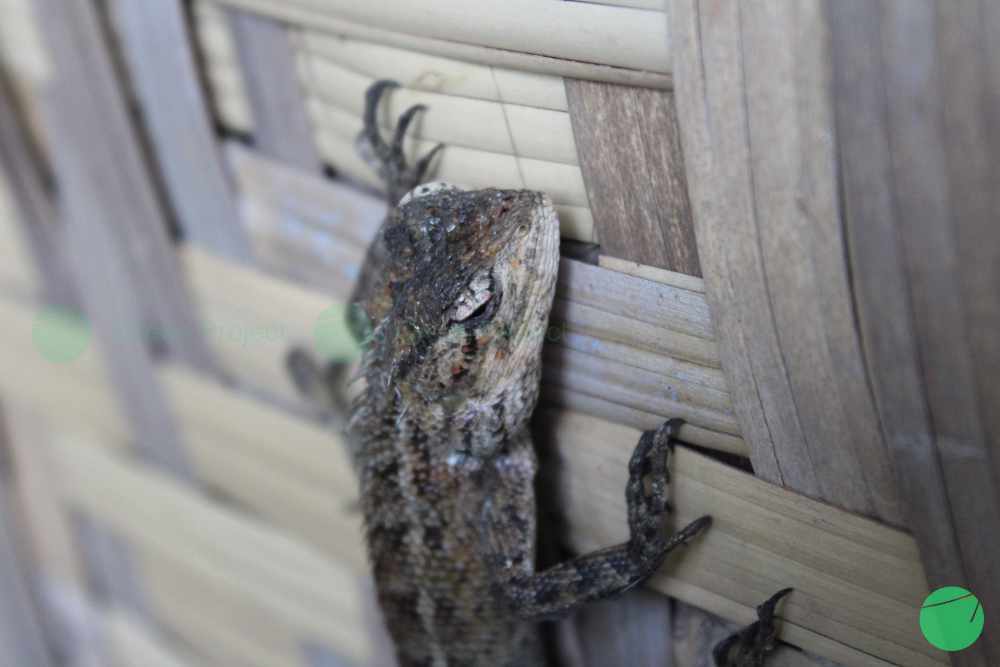 Cover Image for Bunglon Taman (Calotes versicolor)