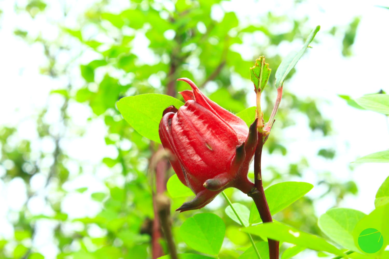 Cover Image for Potensi Industri dan Budidaya Rosella