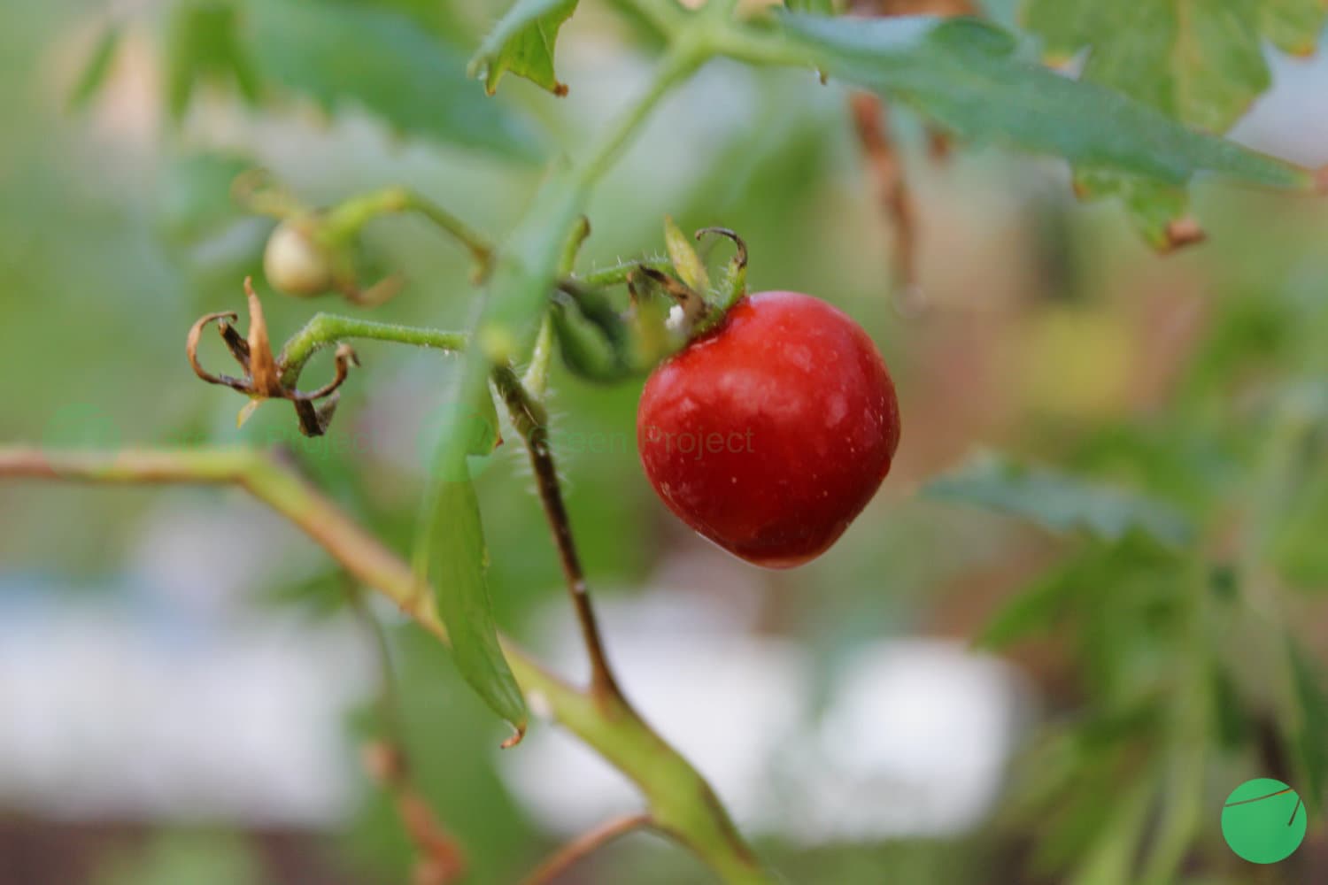 Cover Image for Tomat Ceri (Solanum lycopersicum var. cerasiforme)