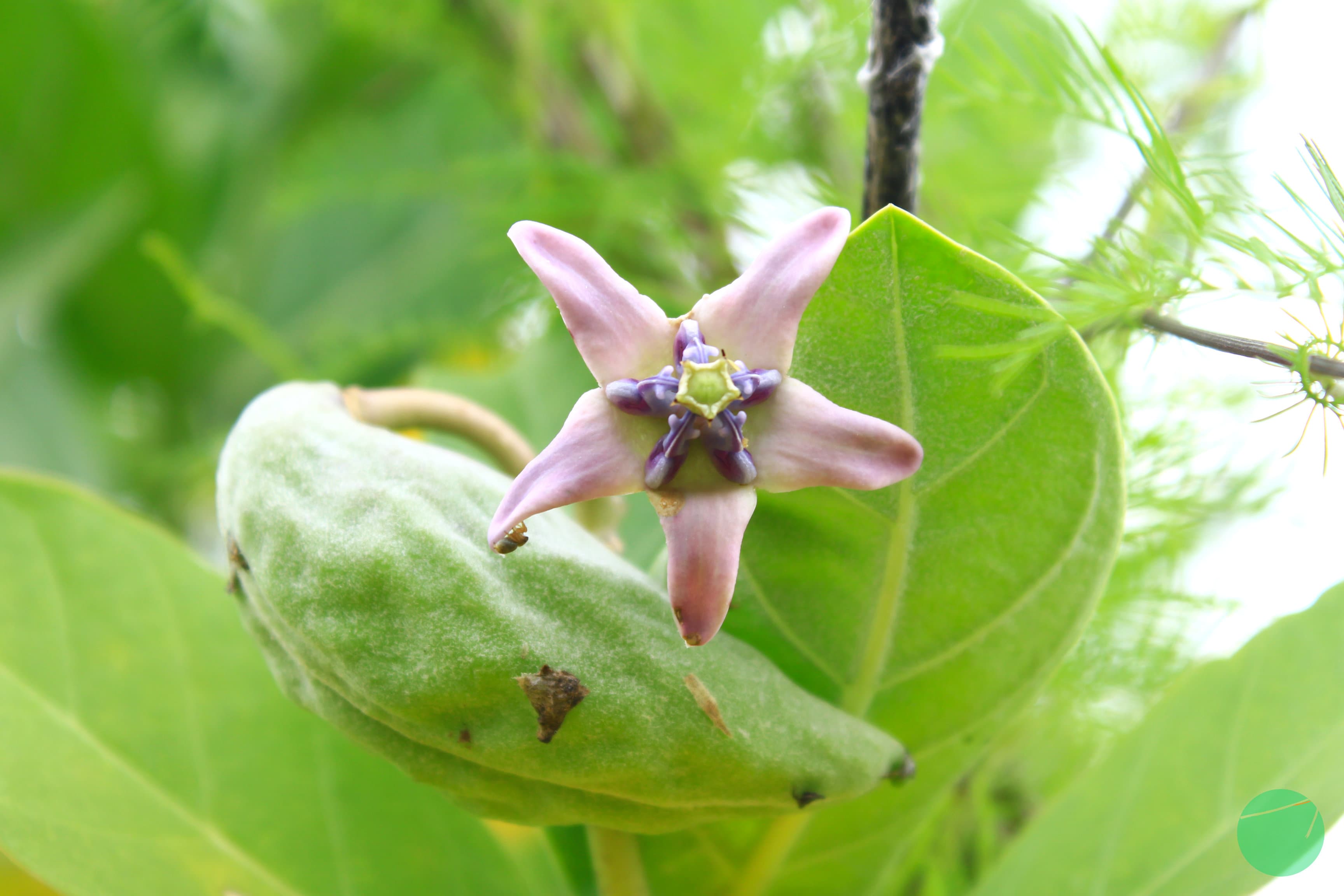 Cover Image for Widuri/Biduri (Calotropis gigantea)
