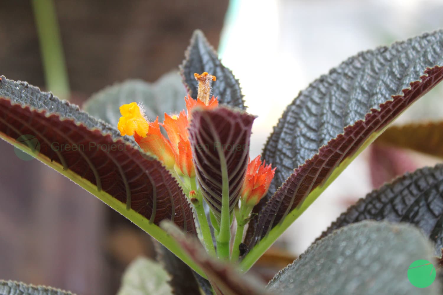 Cover Image for Sunset Bells (Chrysothemis pulchella)