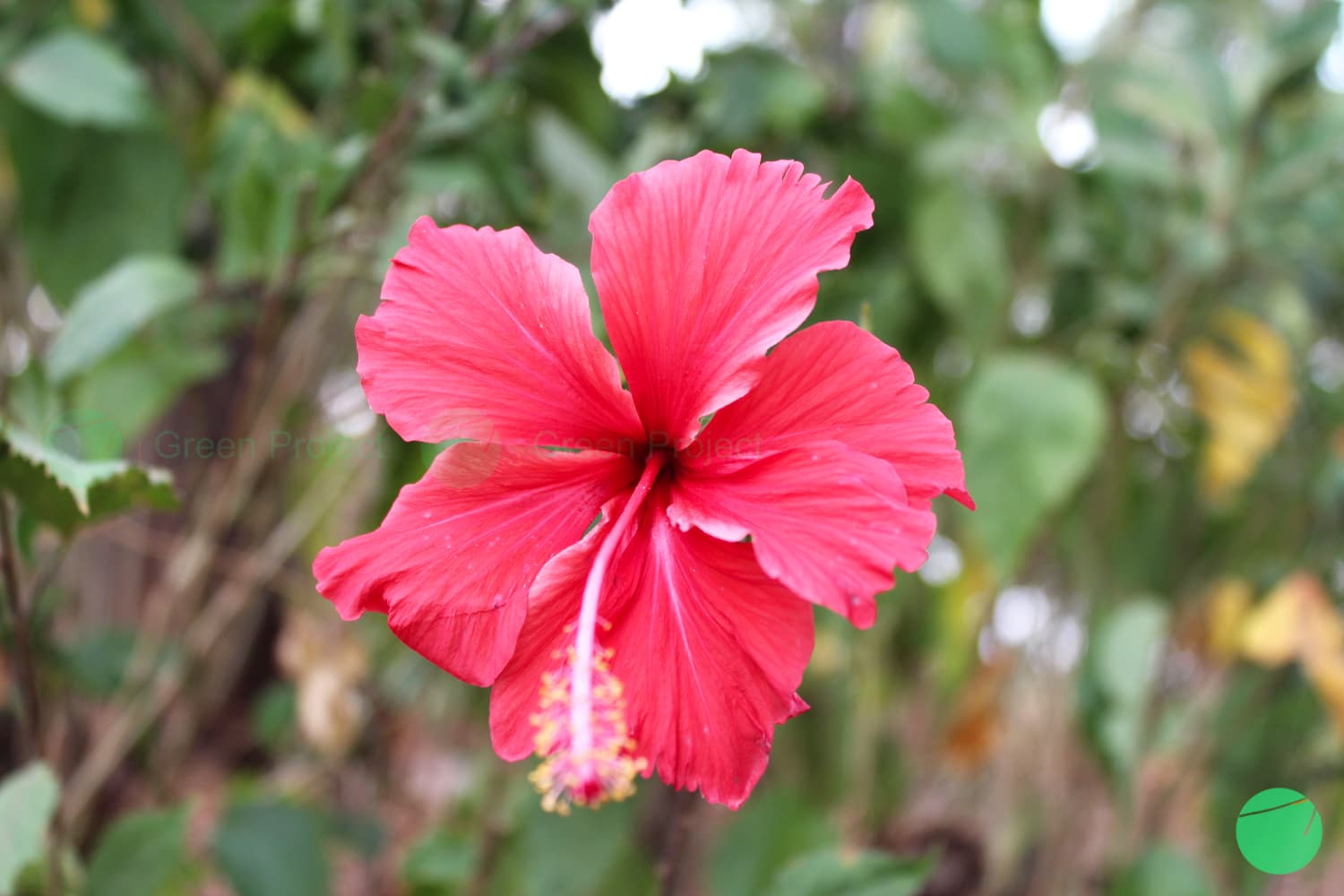 Cover Image for Kembang Sepatu (Hibiscus rosa-sinensis)