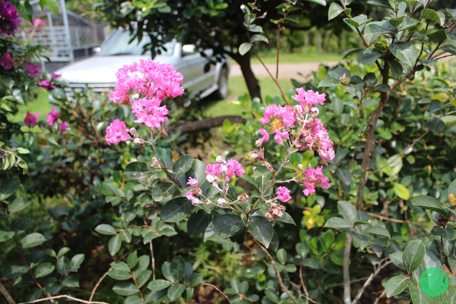 Cover Image for Bungur Kecil (Lagerstroemia indica)