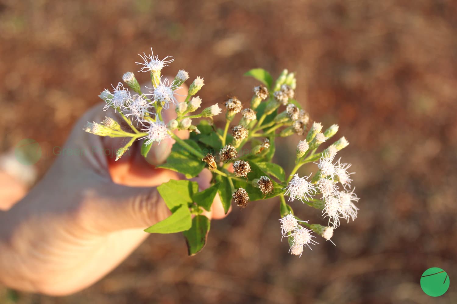 Cover Image for Kirinyu (Chromolaena odorata L.)