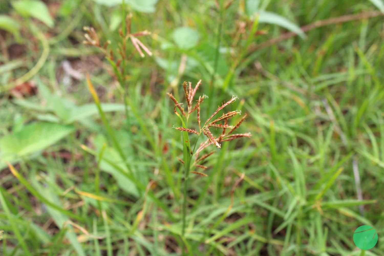 Cover Image for Teki Ladang (Cyperus rotundus)