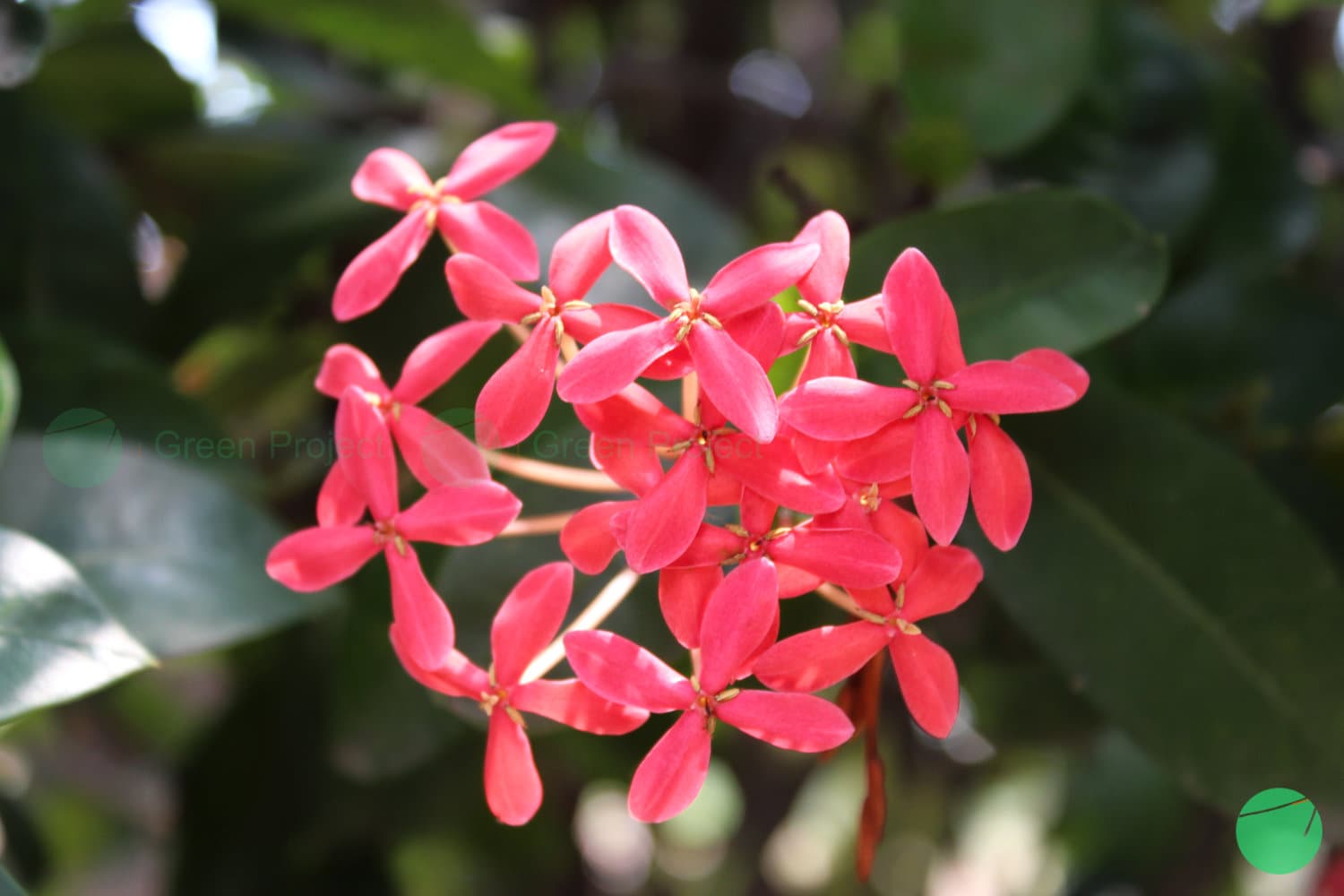 Cover Image for Soka (Ixora)