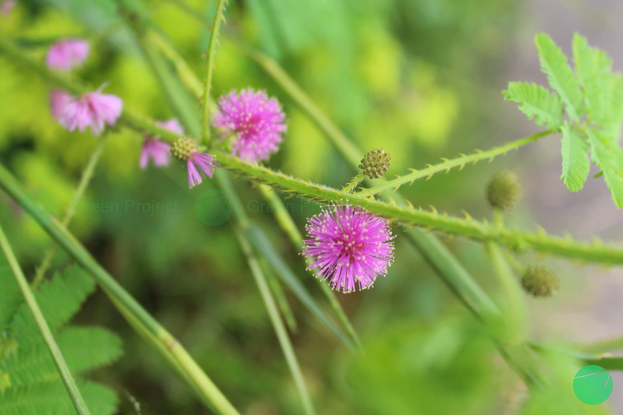 Cover Image for Si Kejut Besar (Mimosa diplotricha)
