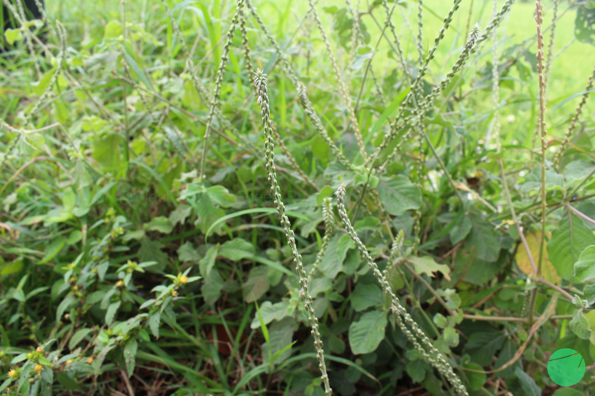 Cover Image for Jarong (Achyranthes aspera)