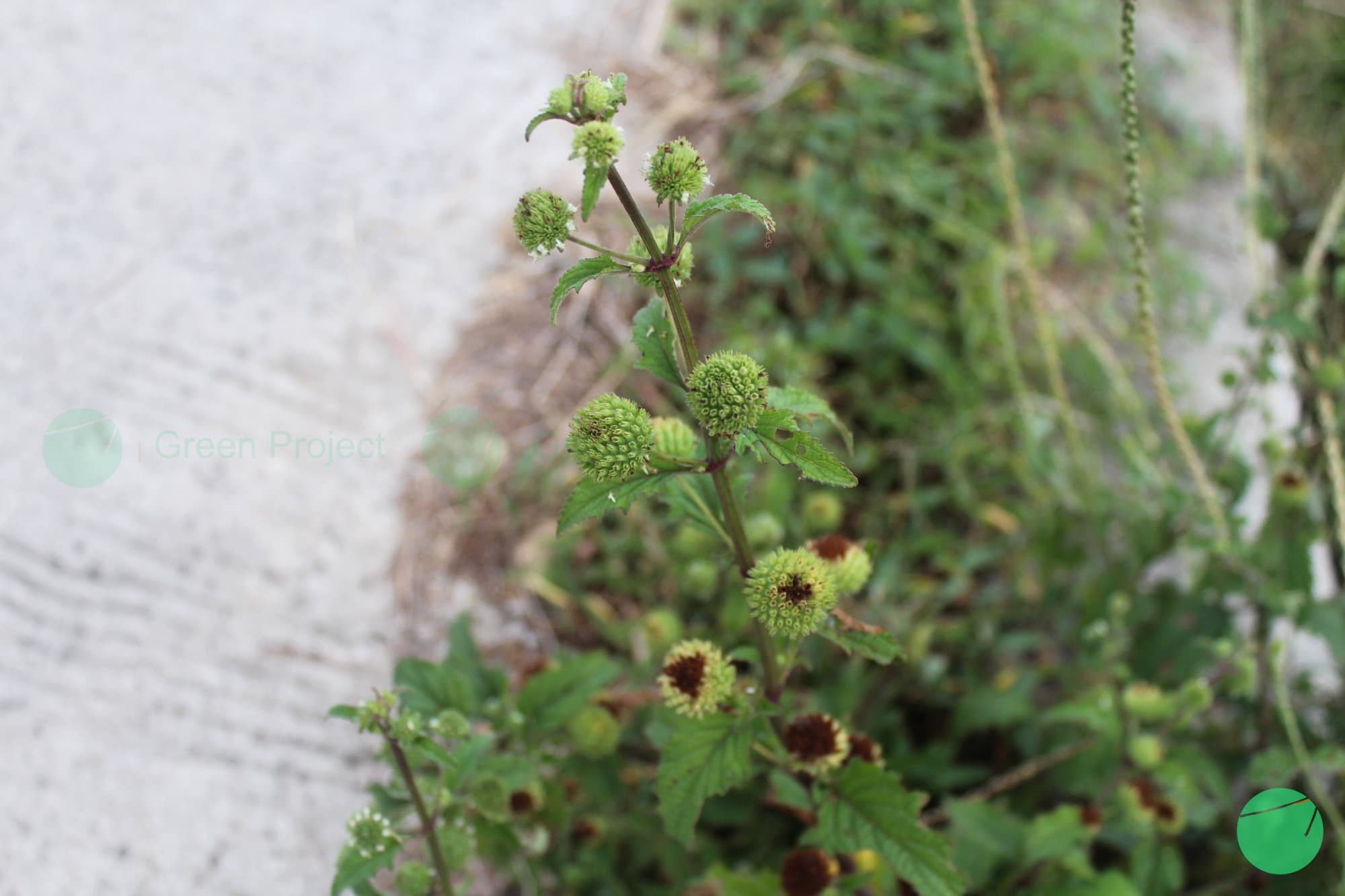 Cover Image for Rumput Knop (Hyptis capitata)