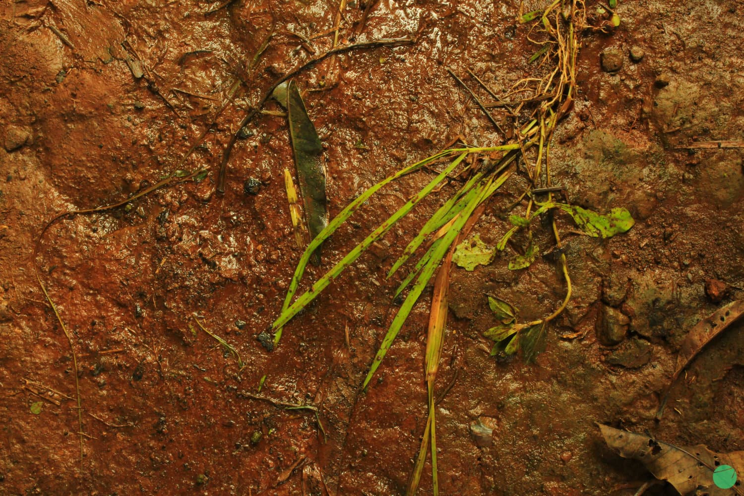 Cover Image for 5 Cara Mudah Menyuburkan Tanah Secara Biologis