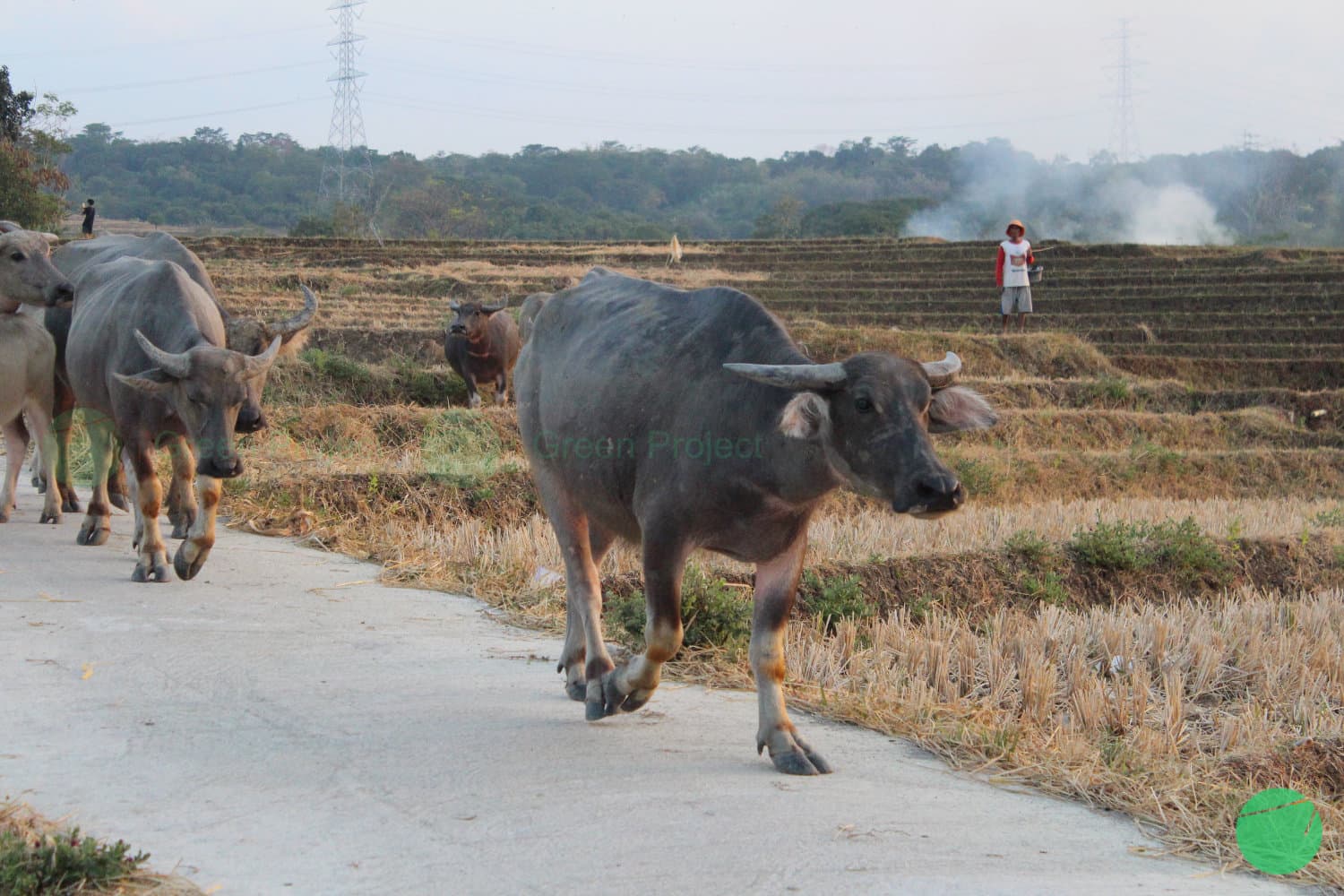 Cover Image for Apa itu Sapi dan Spesies Sapi Apa Saja yang Ada di Indonesia?