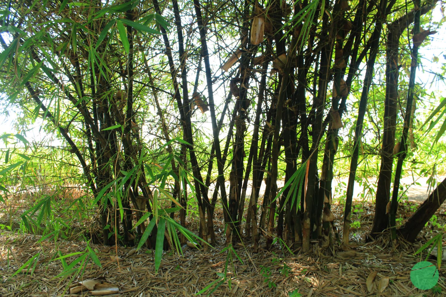 Cover Image for Bambu (Bambusa) sebagai Material Ekonomi Berkelanjutan