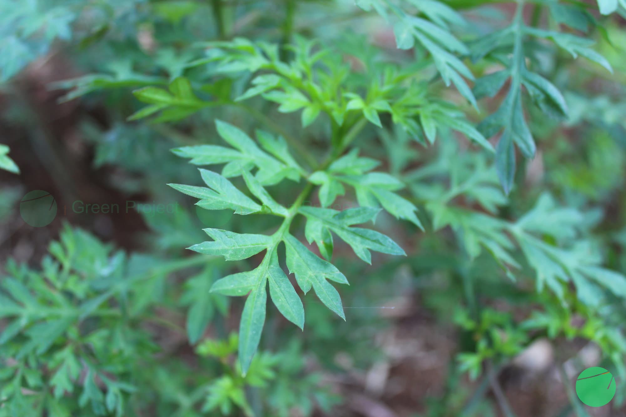 Cover Image for Kenikir/King’s Salad (Cosmos caudatus)