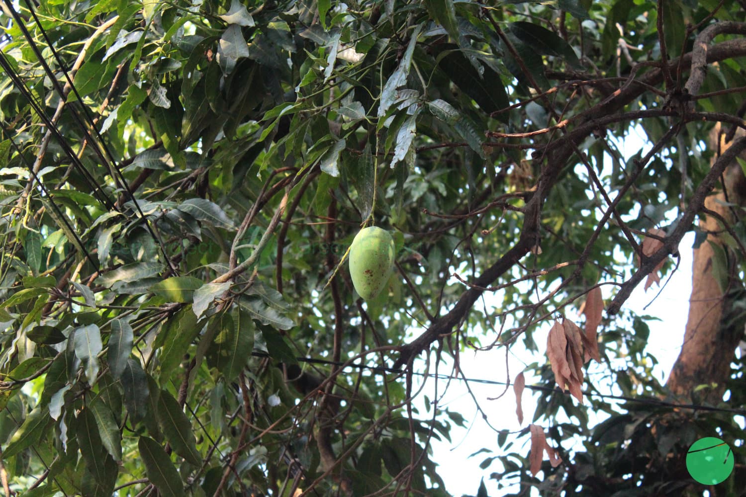 Cover Image for Mangga (Mangifera indica)