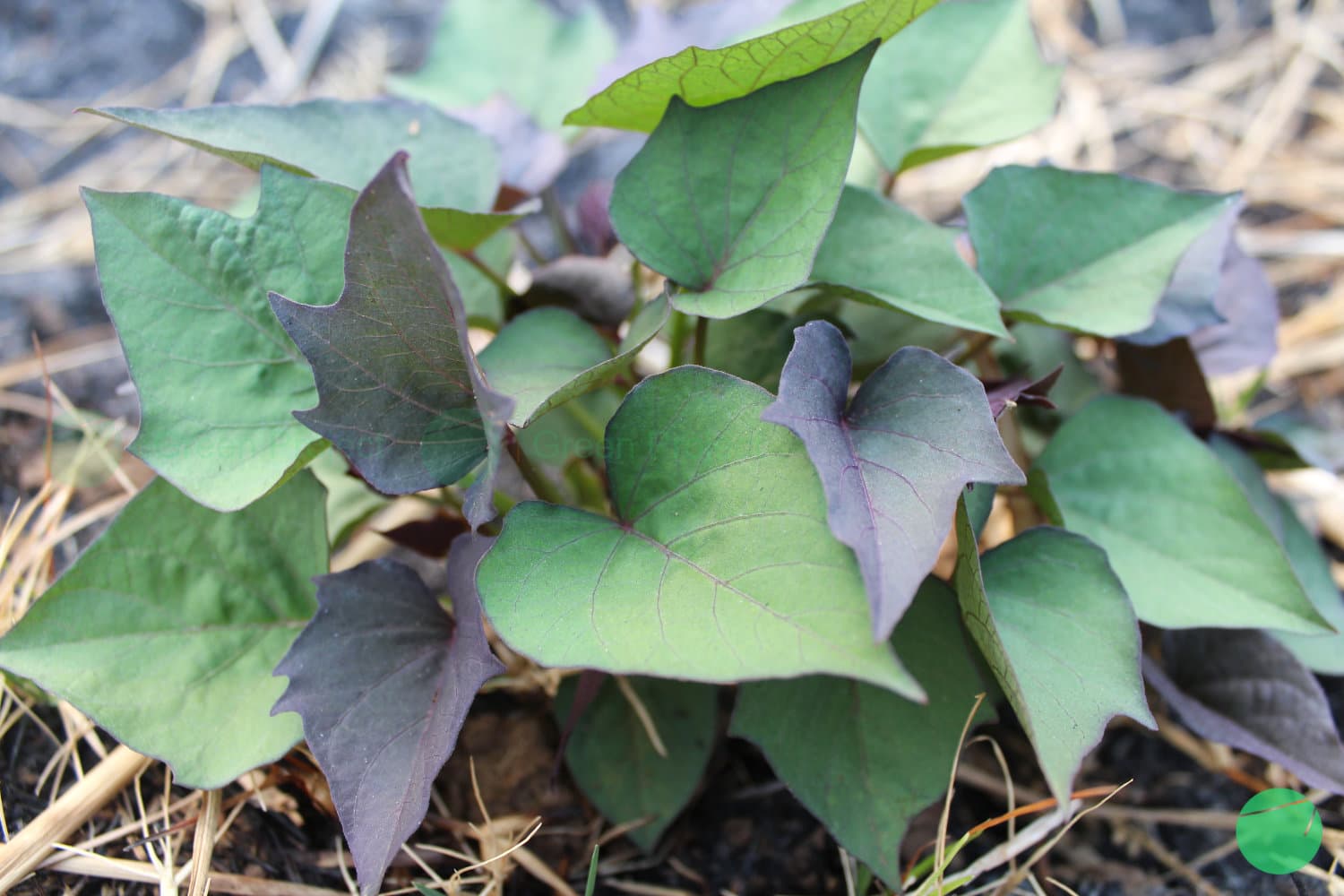 Cover Image for Ubi Jalar (Ipomoea batatas)