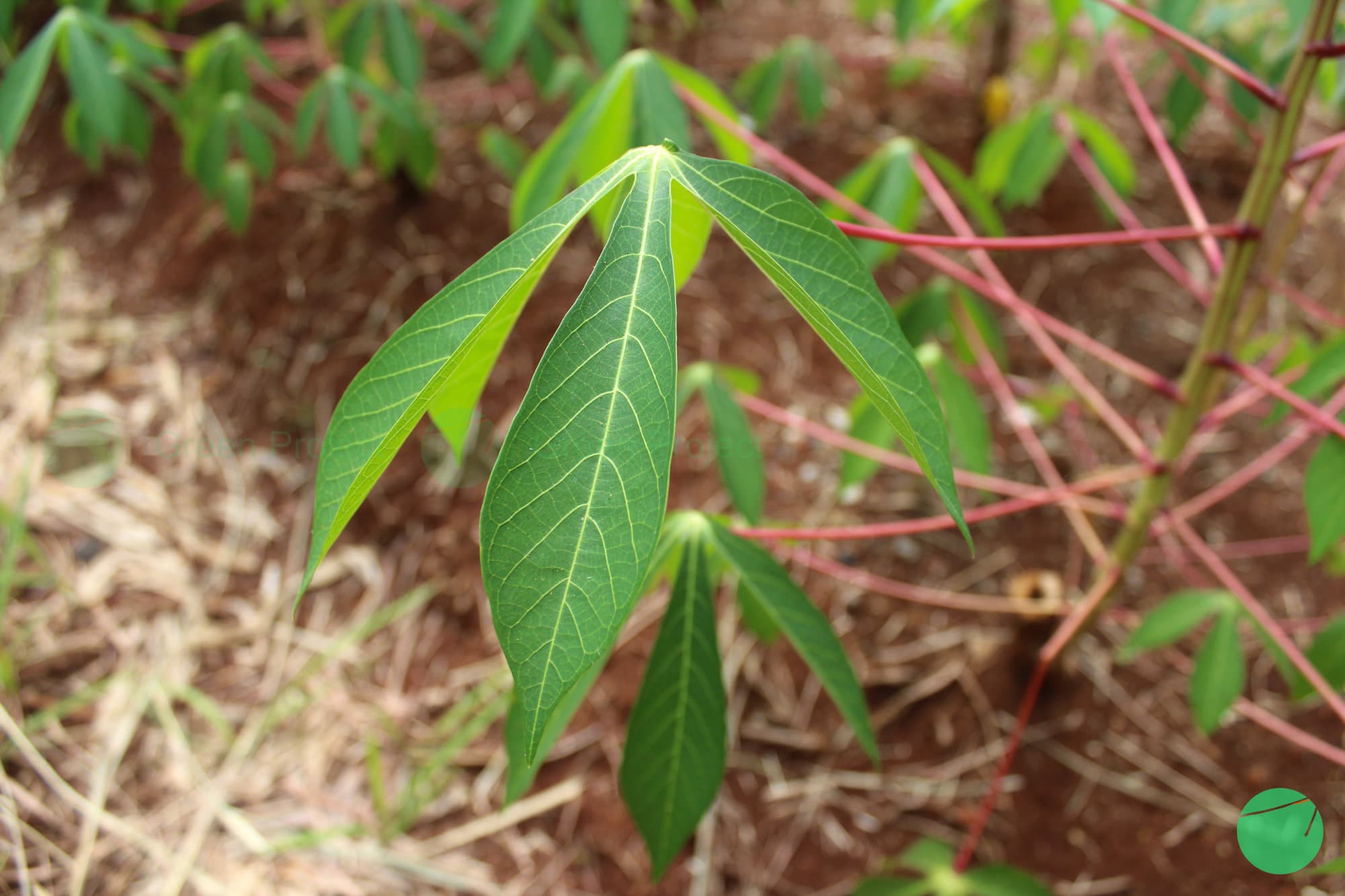 Cover Image for Singkong (Manihot esculenta)
