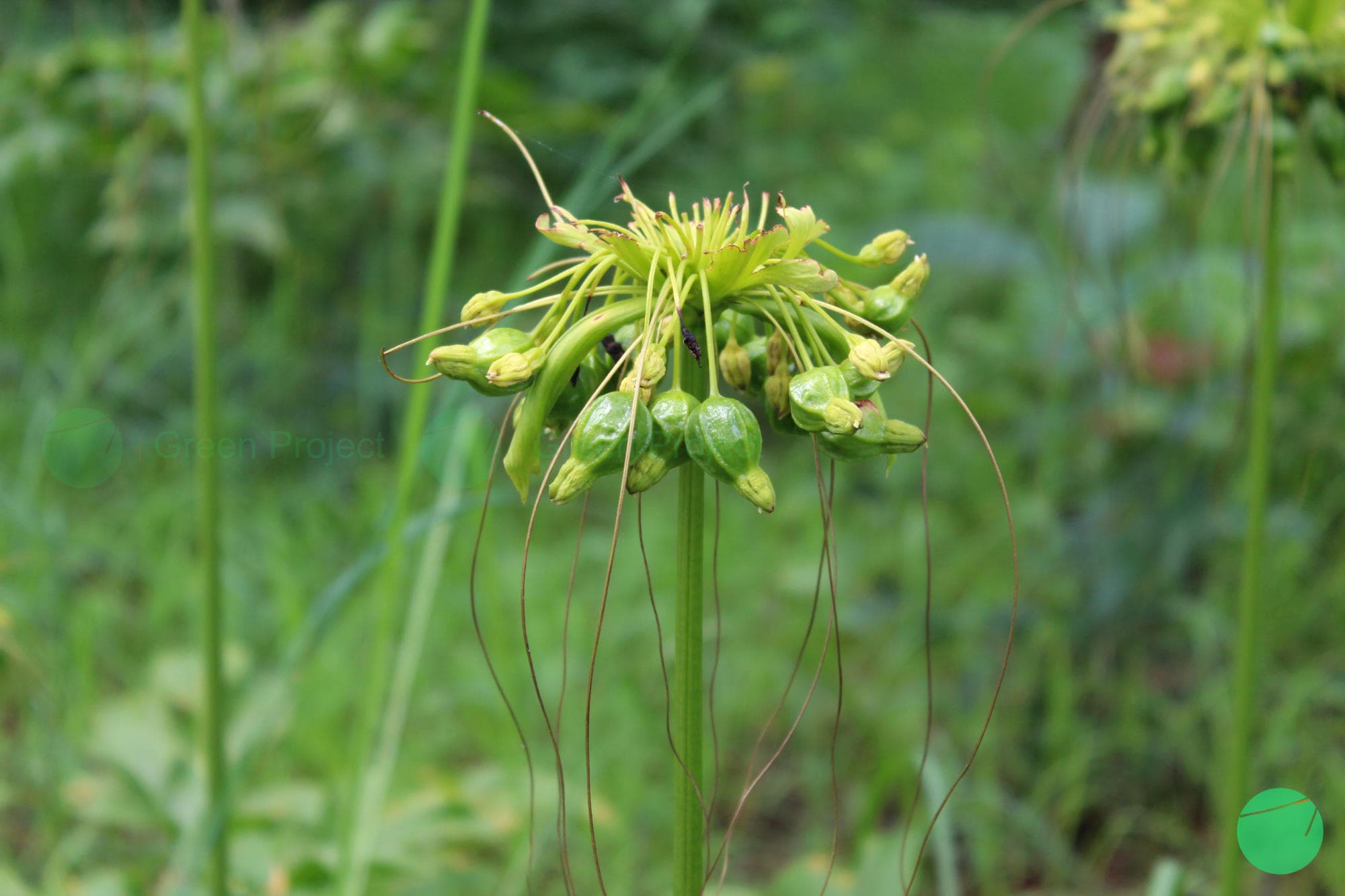 Cover Image for Taka (Tacca leontopetaloides)