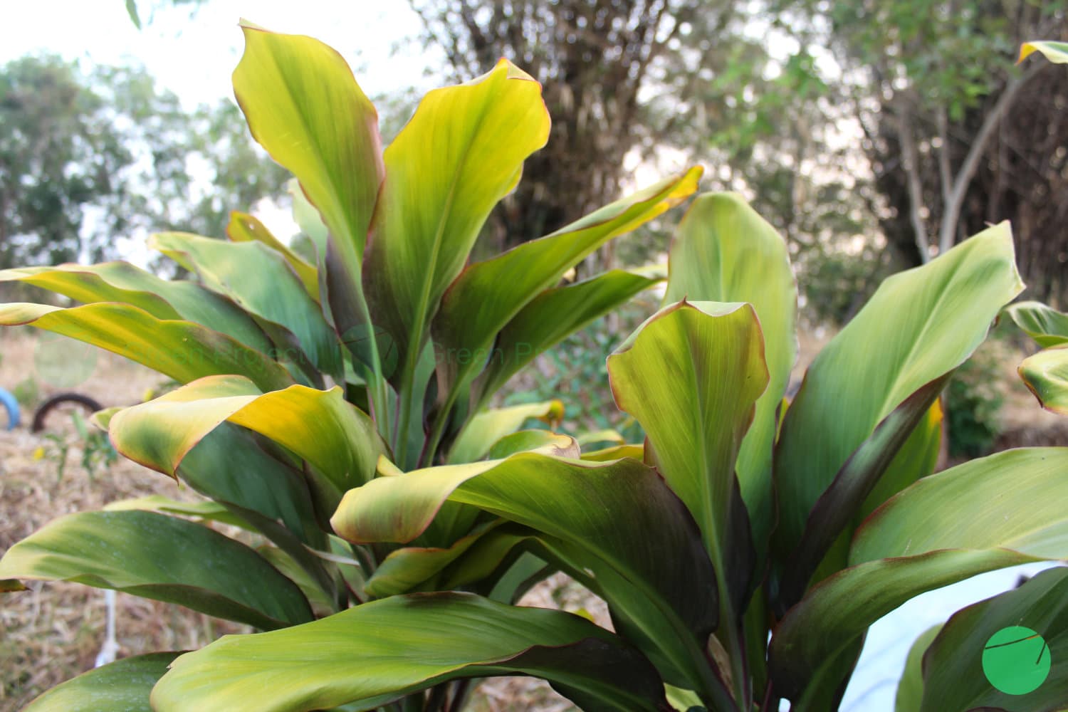 Cover Image for Hanjuang/Andong (Cordyline fruticosa)