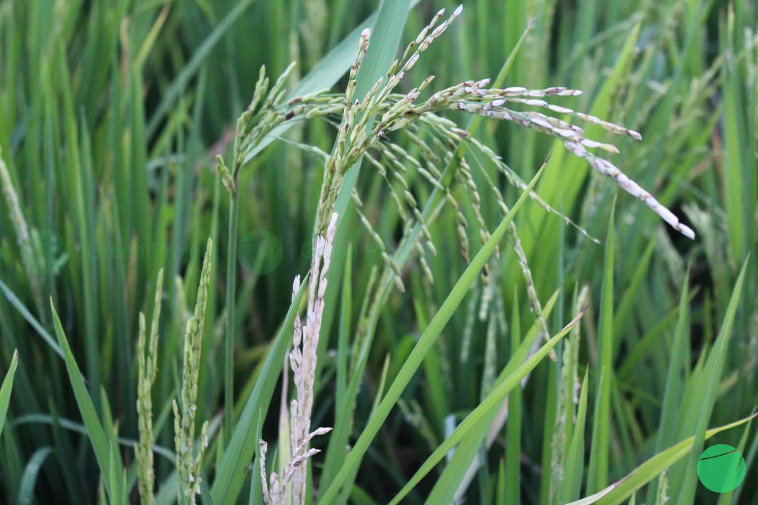 Cover Image for Padi (Oryza sativa)