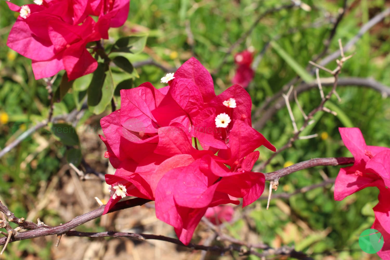 Cover Image for Bunga Kertas (Bougainvillea glabra)