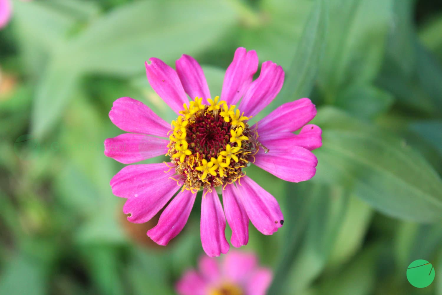 Cover Image for Zinia Anggun (Zinnia elegans)