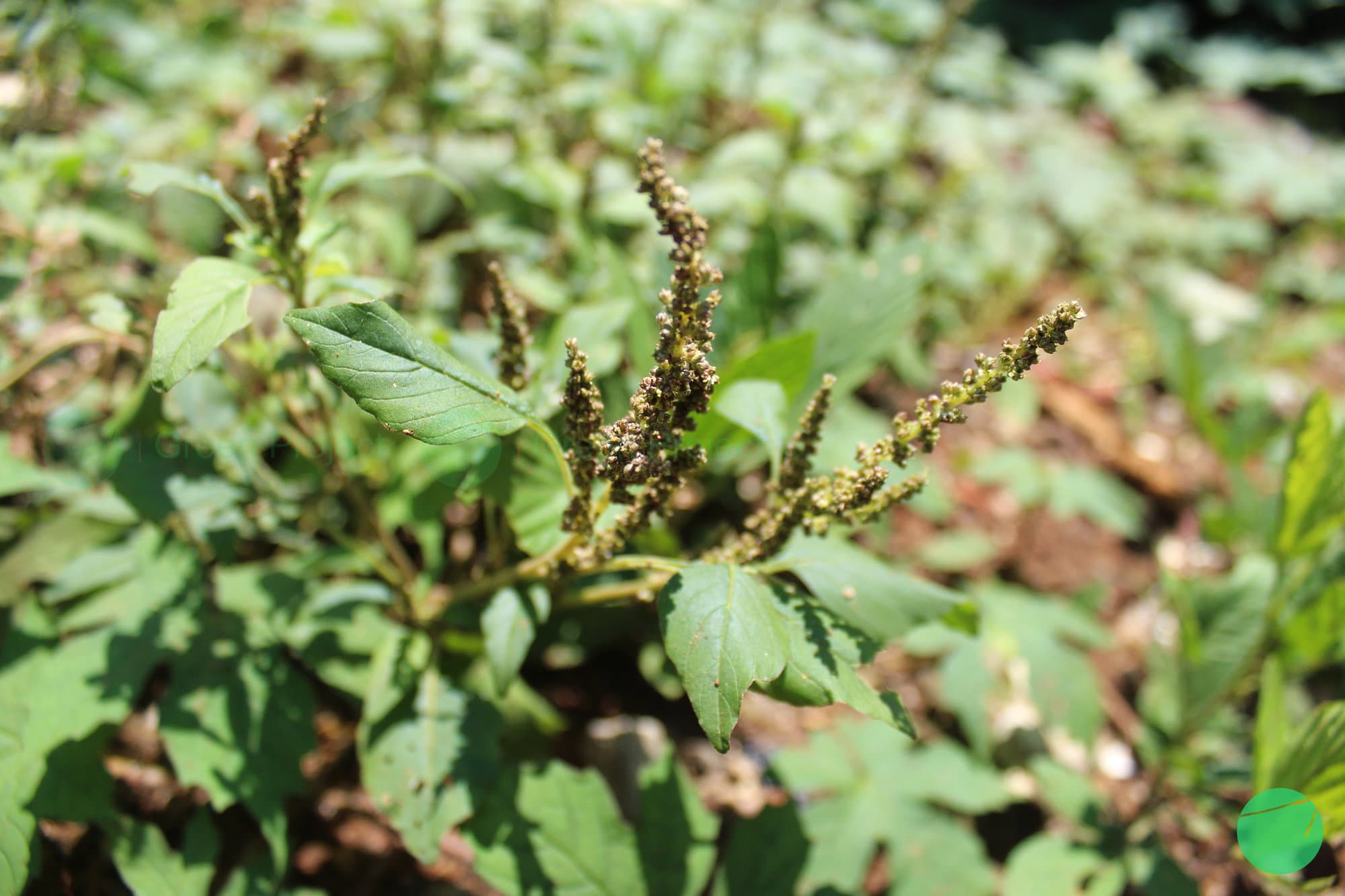 Cover Image for Bayam Raja (Amaranthus viridis)