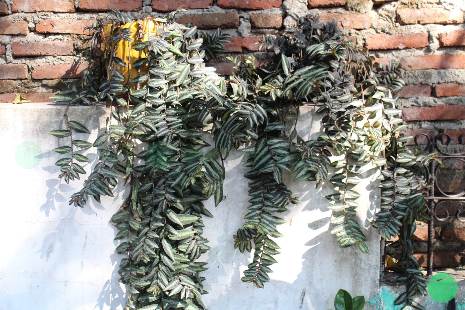 Cover Image for Begonia Semangka (Pellonia repens)