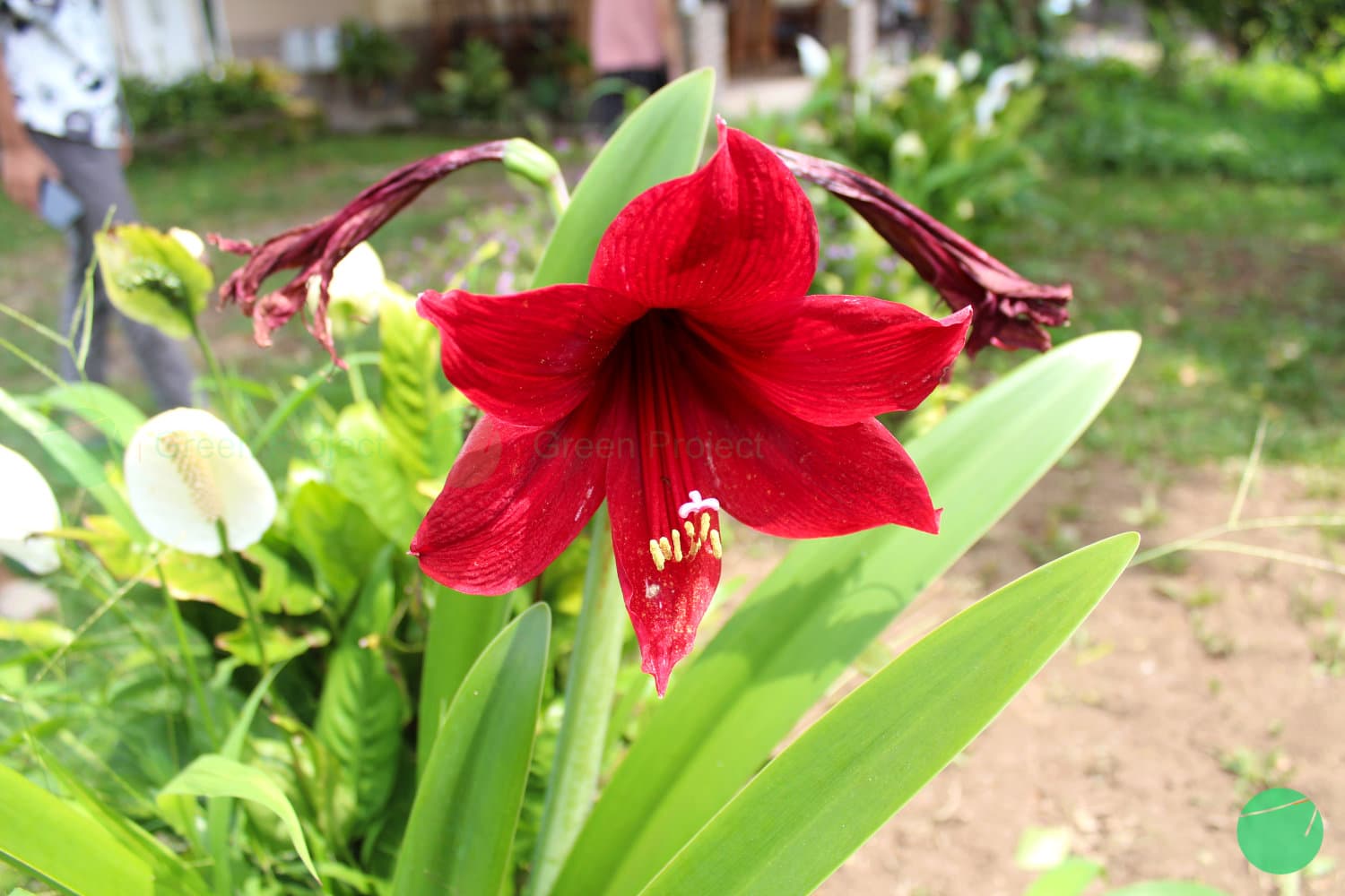 Cover Image for Bakung Merah/Amaryllis Mutiara Merah (Amaryllis)