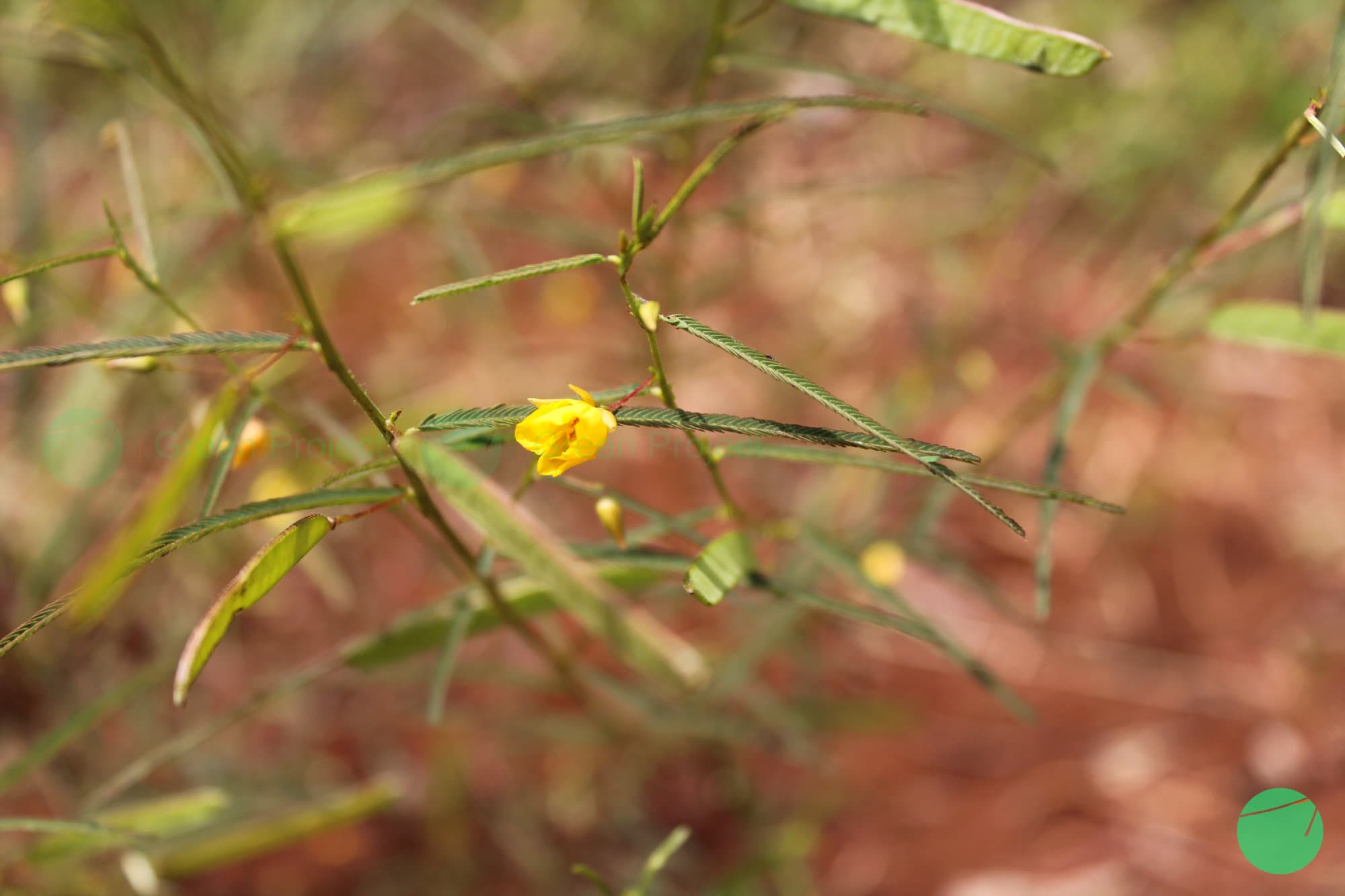 Cover Image for Kacang Sensitif (Chamaecrista nictitans)
