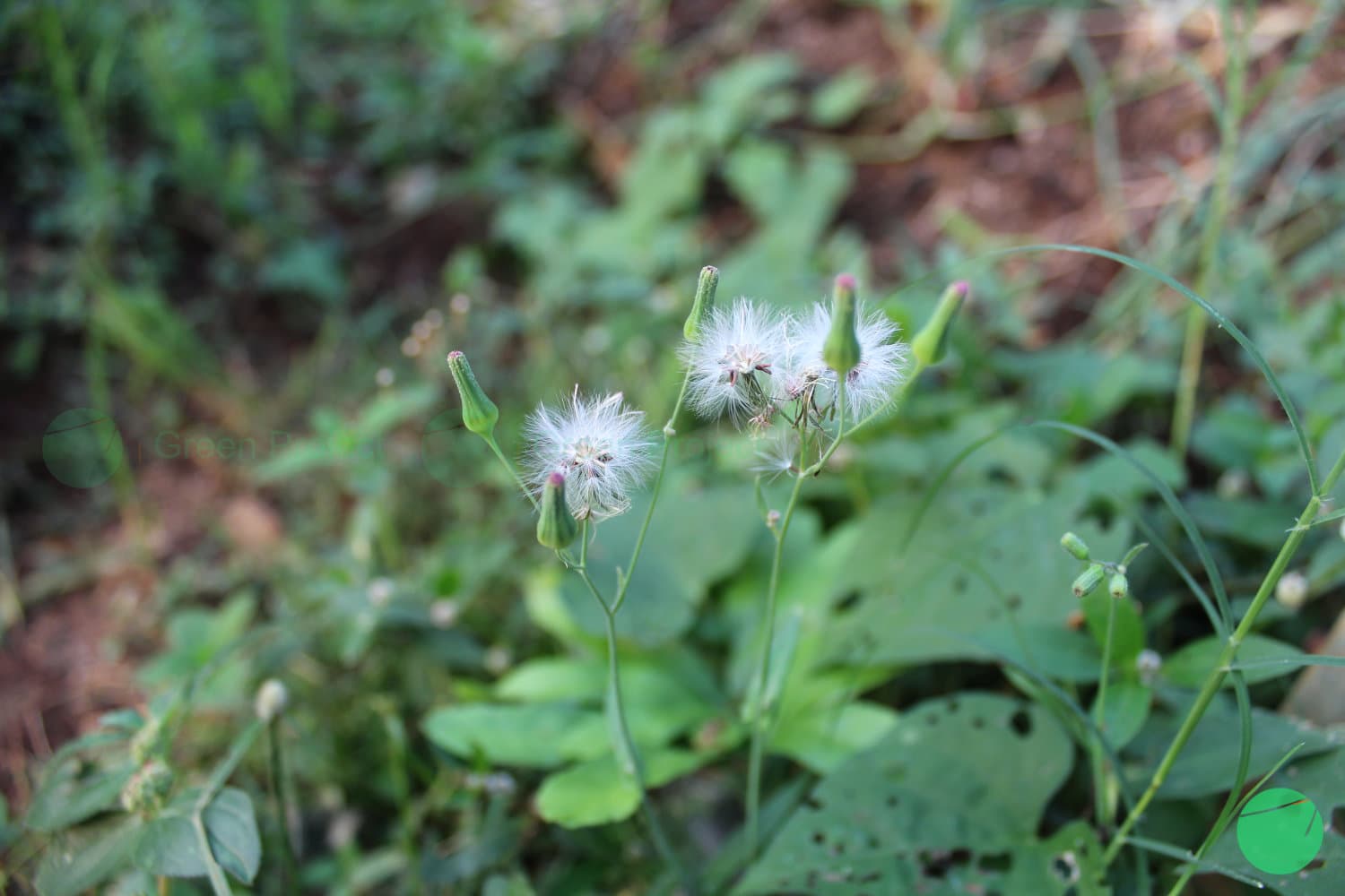 Cover Image for Tempuh Wiyang (Emilia sonchifolia)