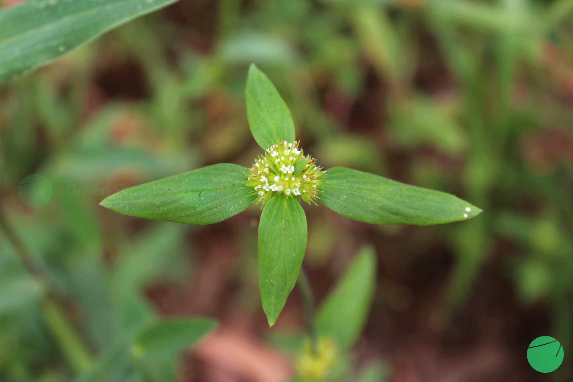Cover Image for Kemangi Kancing (Spermacoce ocymoides)