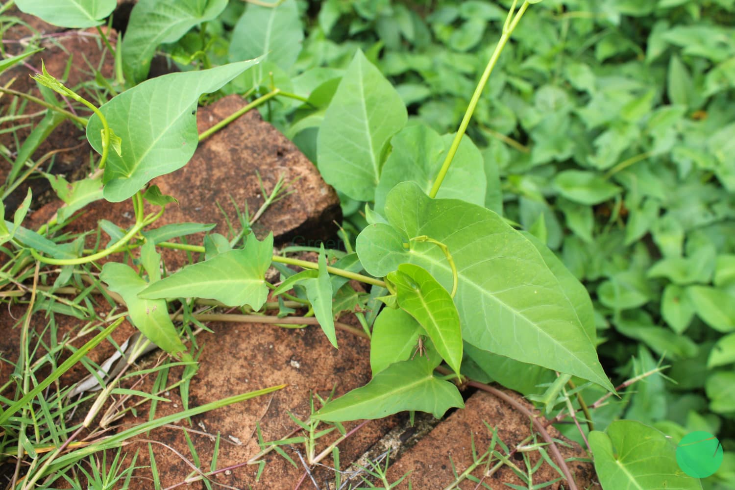 Cover Image for Kangkung Air (Ipomoea aquatica)