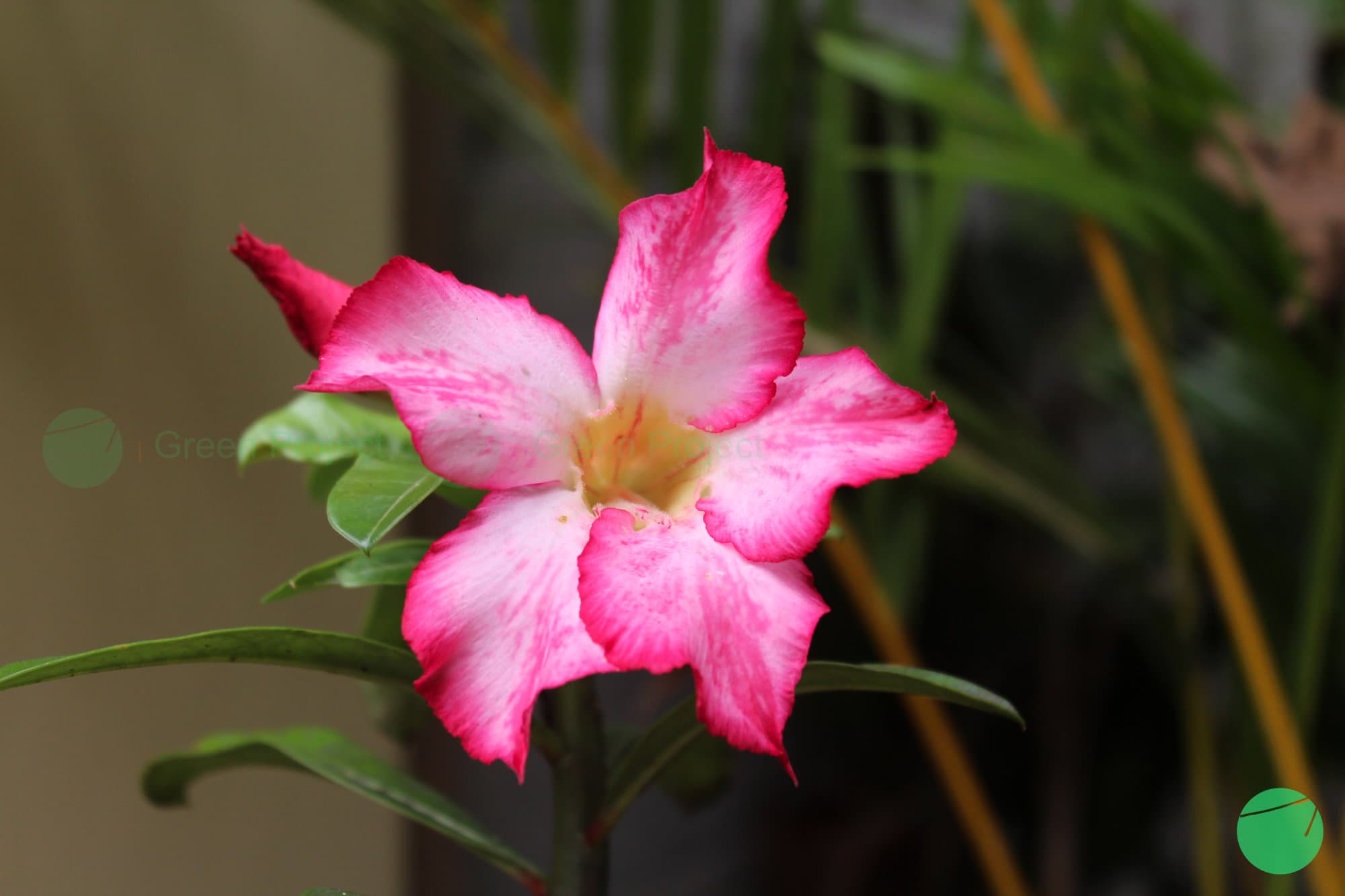 Cover Image for Kamboja Jepang (Adenium obesum)