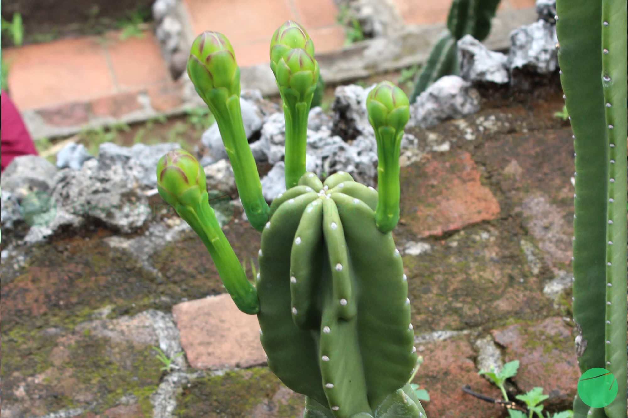 Cover Image for Kaktus San Pedro (Trichocereus macrogonus var. pachanoi)