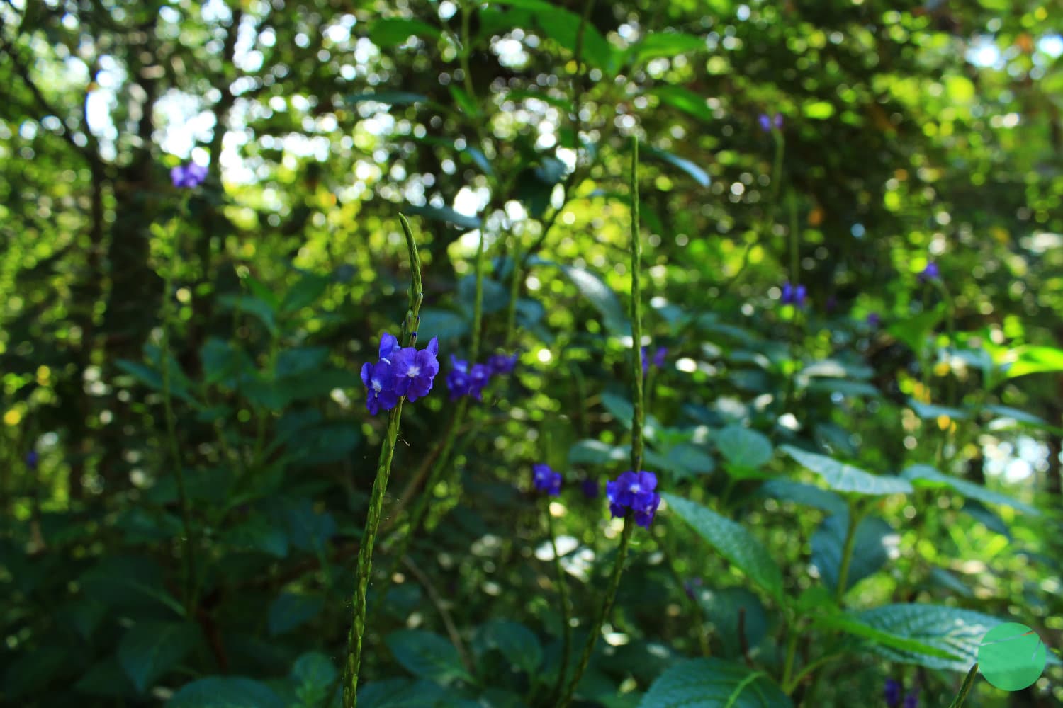 Cover Image for Pecut Kuda (Stachytarpheta cayennensis)