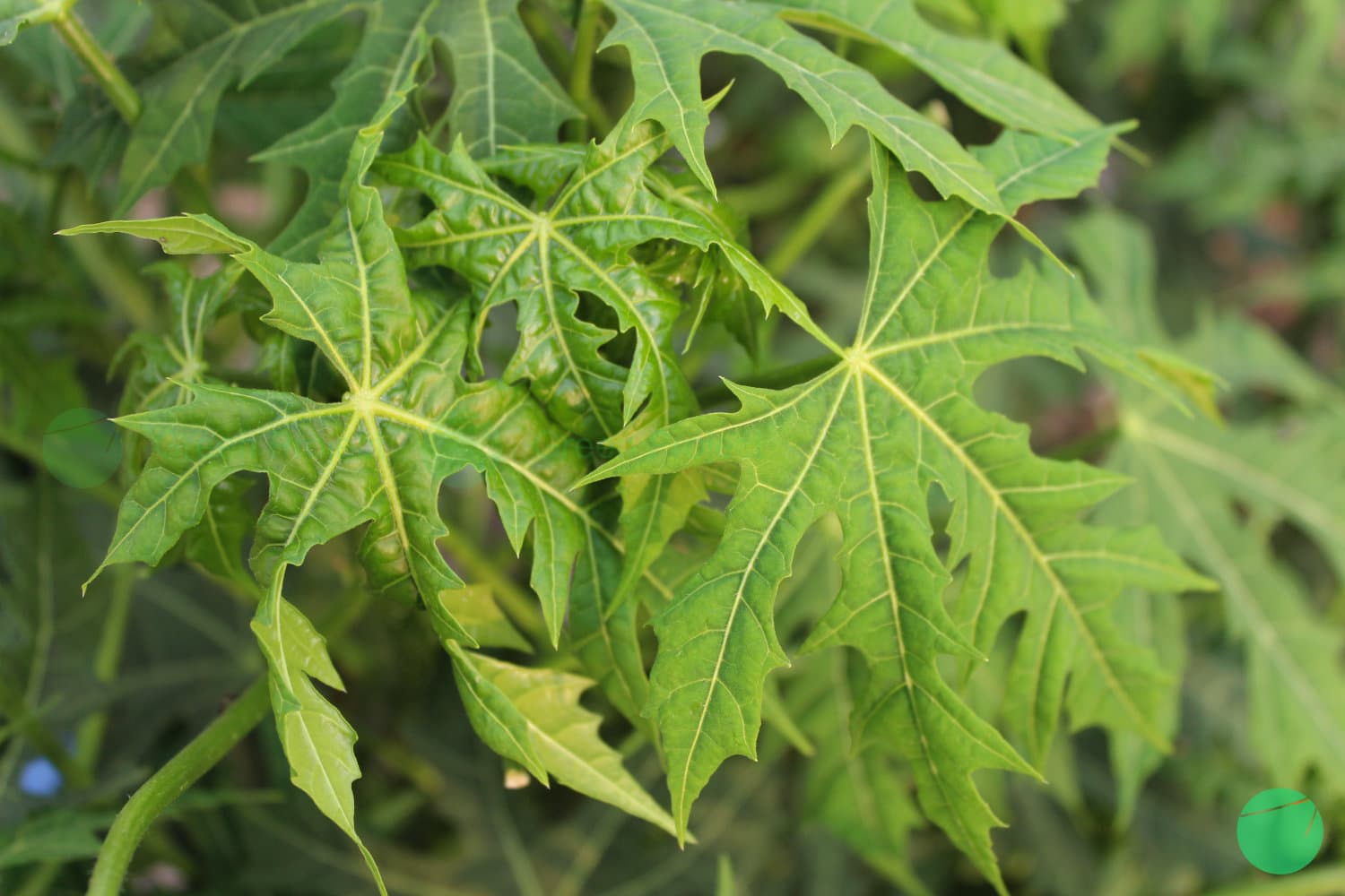 Cover Image for Chaya (Cnidoscolus aconitifolius)