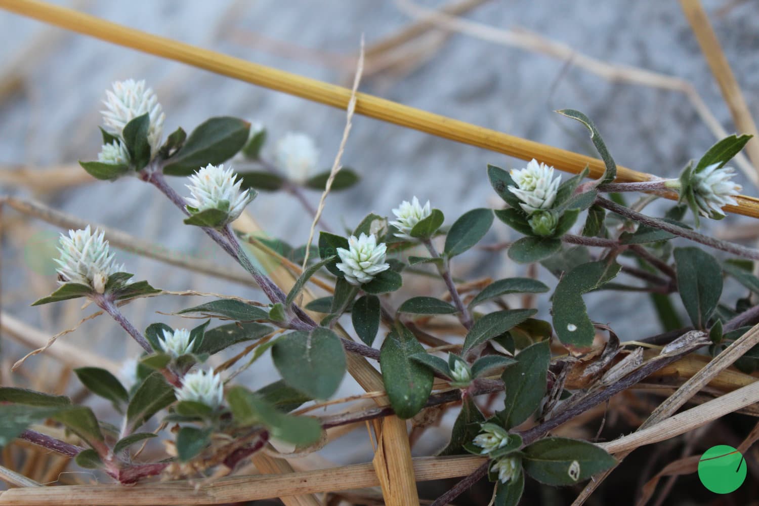 Cover Image for Bunga Kancing (Gomphrena celosioides Mart.)