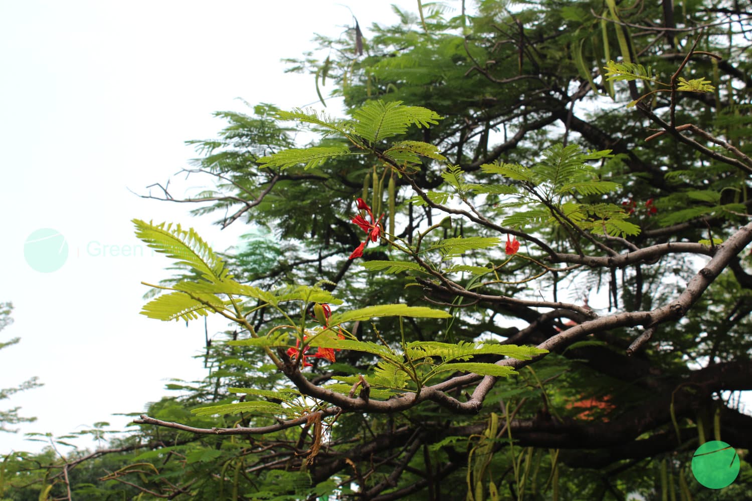 Cover Image for Flamboyan (Delonix regia)
