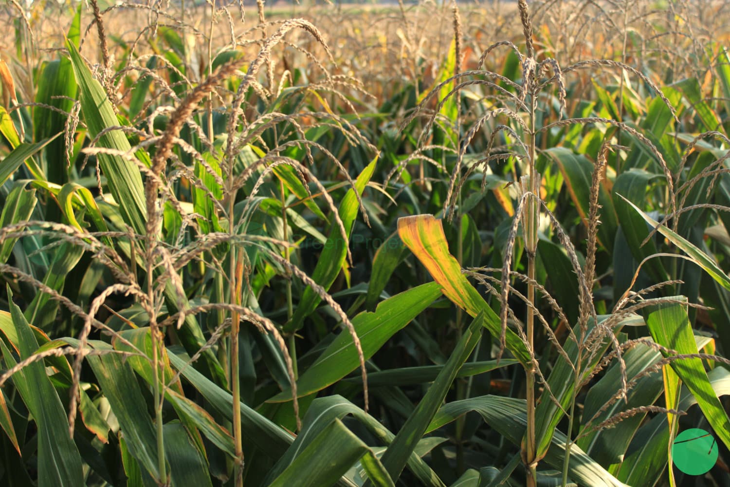 Cover Image for Jagung (Zea mays)