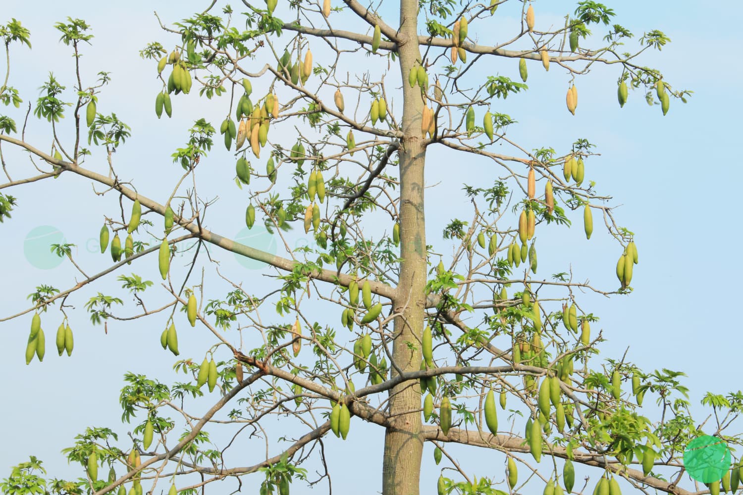 Cover Image for Kapuk Randu (Ceiba pentandra)