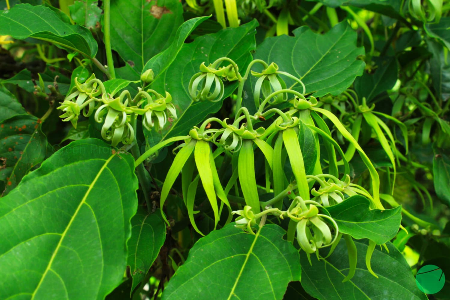 Cover Image for Kenanga (Cananga odorata)