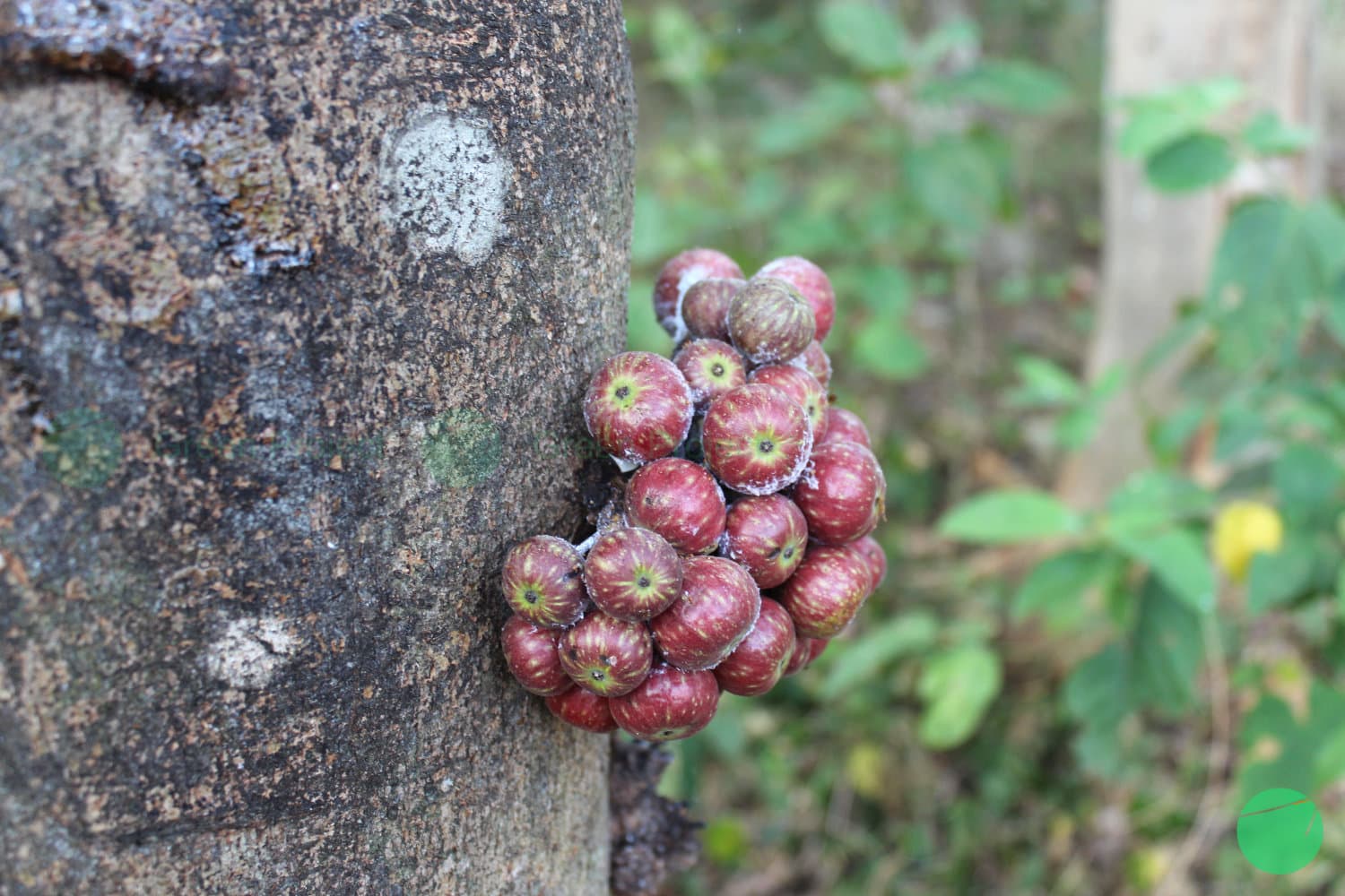 Cover Image for Loa/Ara Tandan (Ficus racemosa)