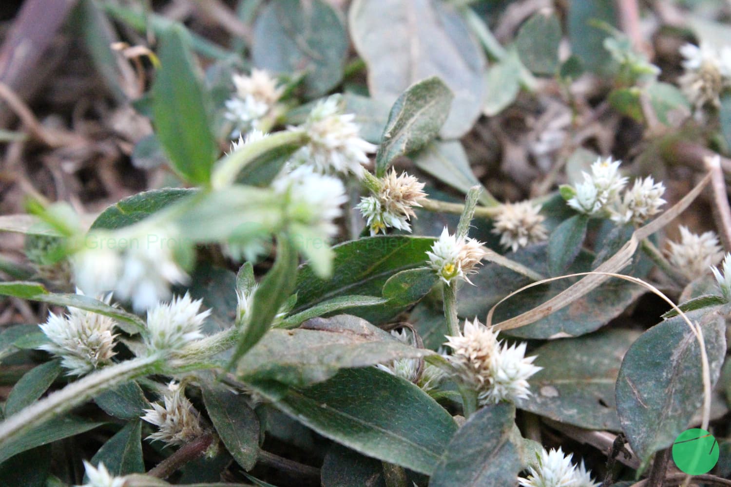 Cover Image for Kremah (Alternanthera sessilis)