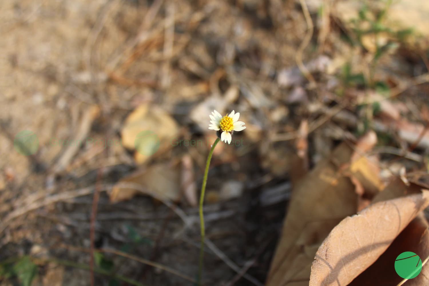Cover Image for Gletang (Tridax procumbens L.)