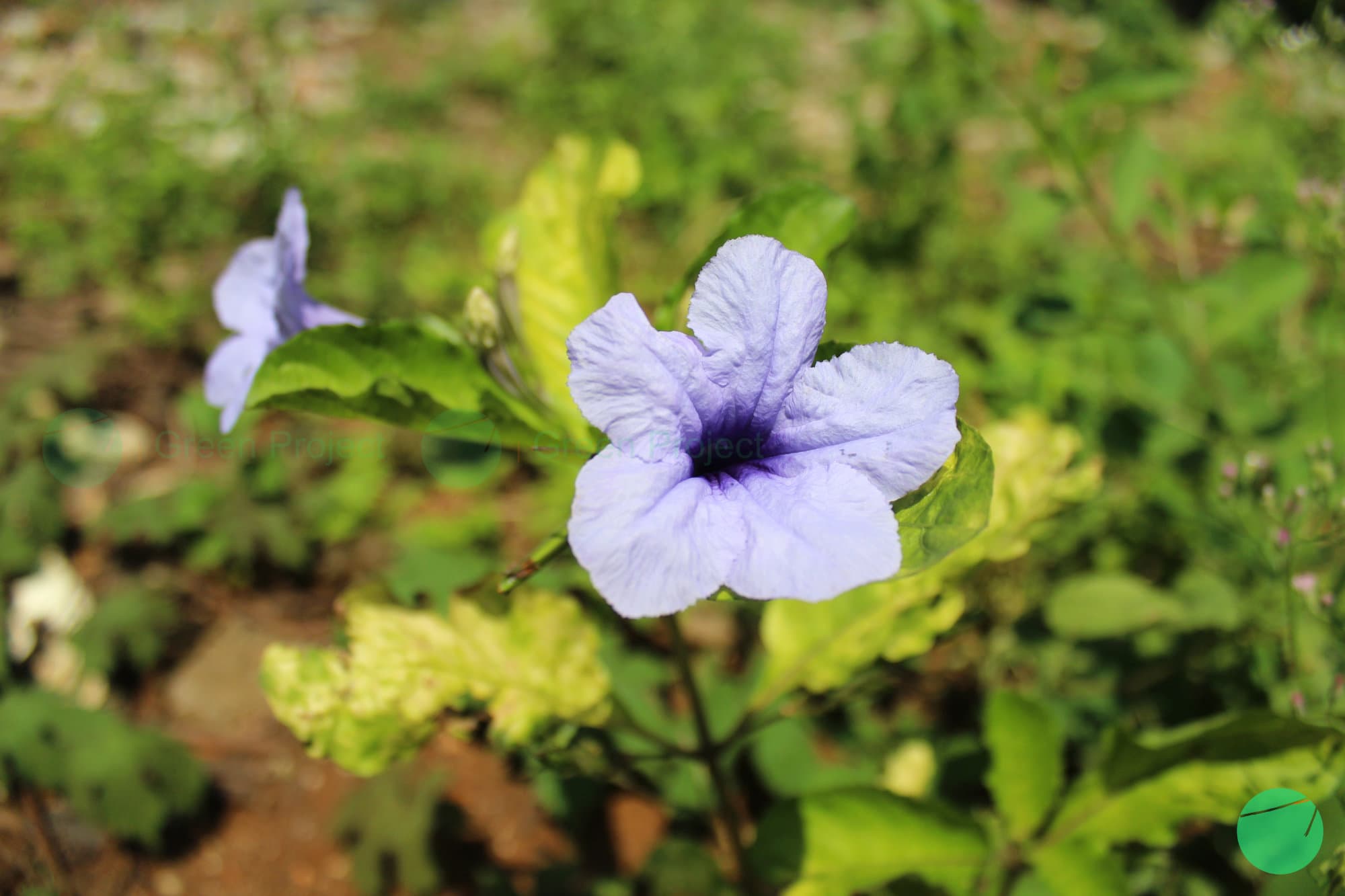 Cover Image for Kencana Ungu (Ruellia simplex)