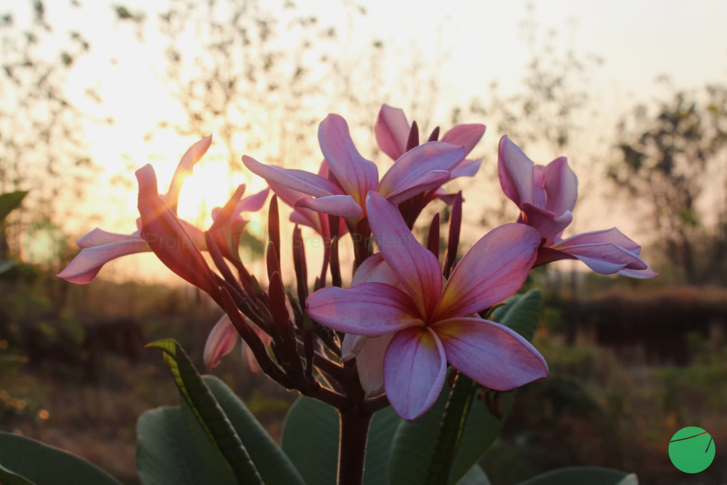 Cover Image for Kamboja (Plumeria)