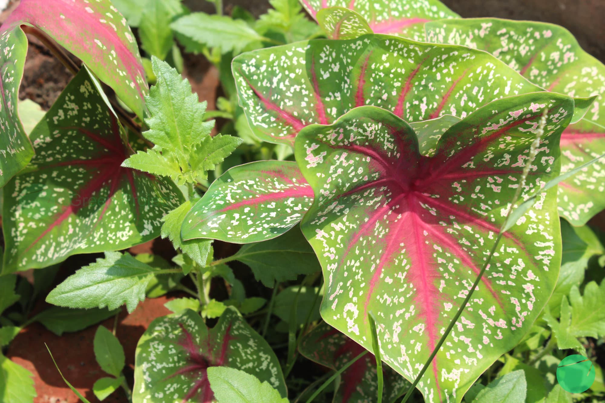 Cover Image for Keladi Red Star (Caladium bicolor)