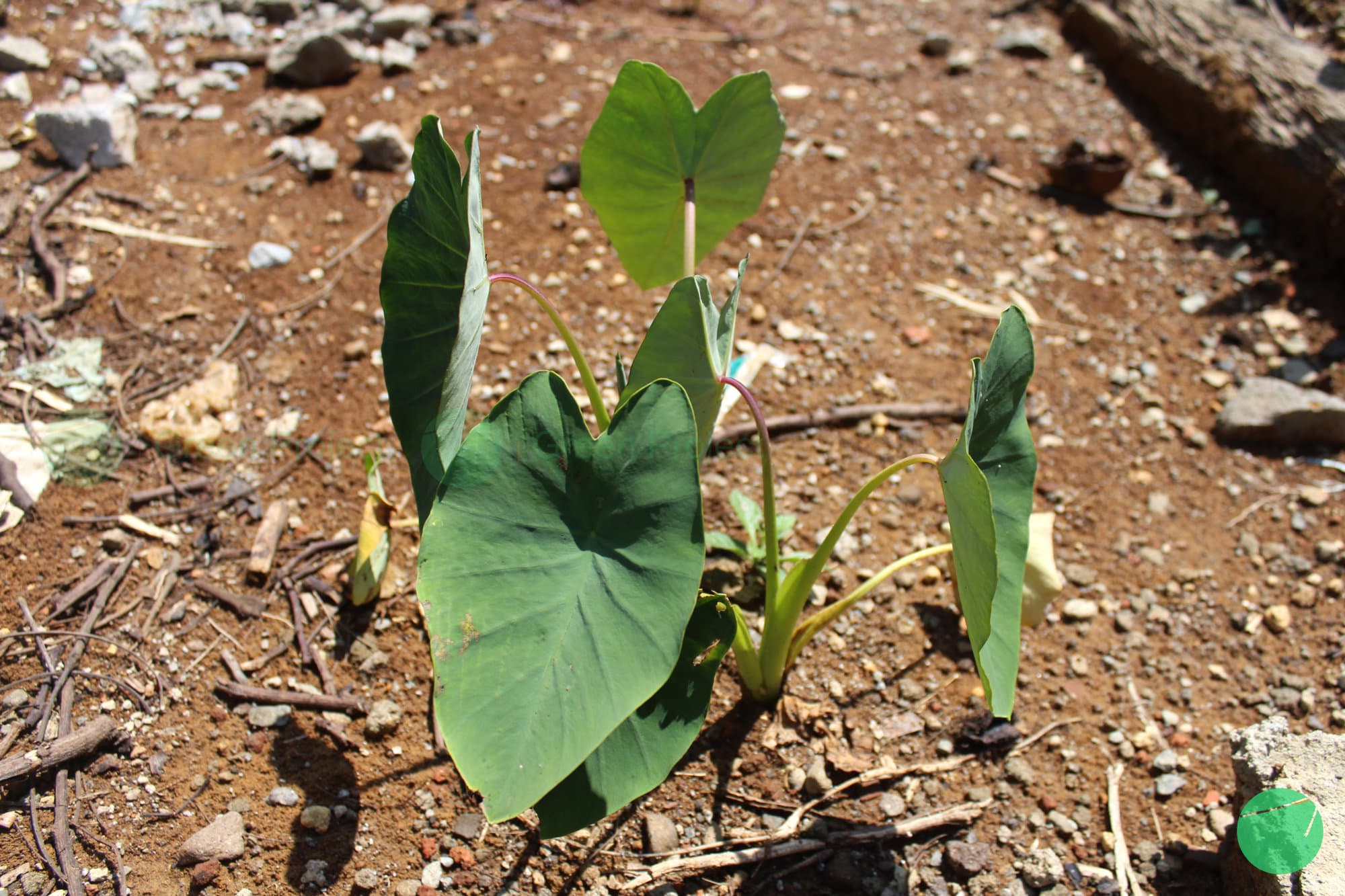Cover Image for Talas (Colocasia esculenta)